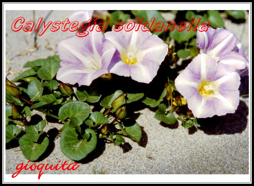 Calystegia soldanella / Soldanella di mare